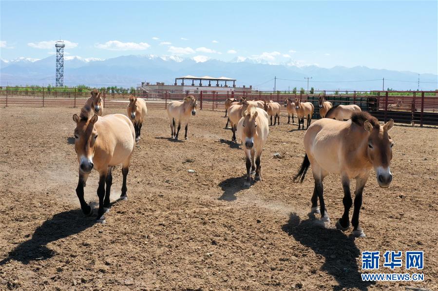 （社会）（2）新疆调整普氏野马核心繁殖群 打造优良种源基地