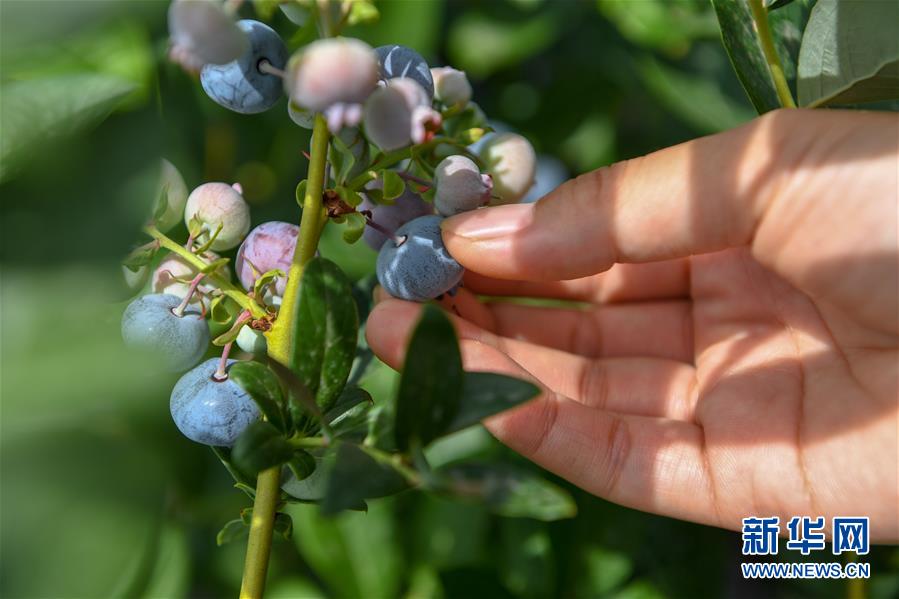 (社会)(2)吉林白城:返乡创业 蓝莓致富