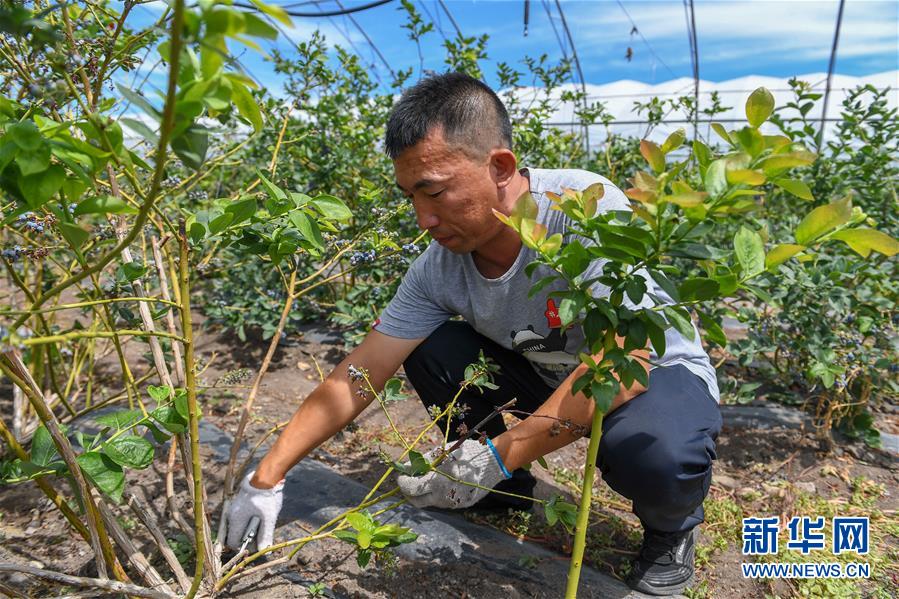 (社会)(3)吉林白城:返乡创业 蓝莓致富