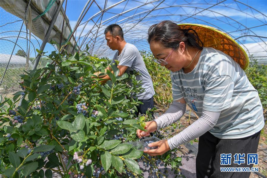 (社会)(4)吉林白城:返乡创业 蓝莓致富