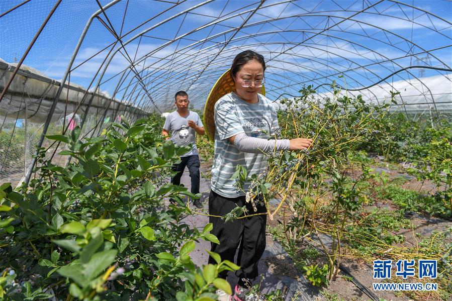 (社会)(5)吉林白城:返乡创业 蓝莓致富