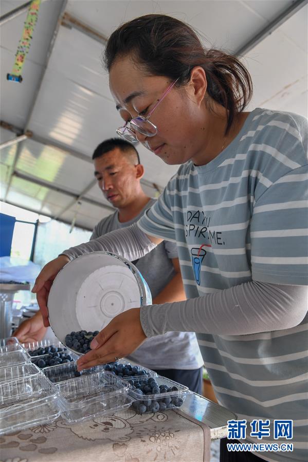 （社会）（6）吉林白城：返乡创业 蓝莓致富