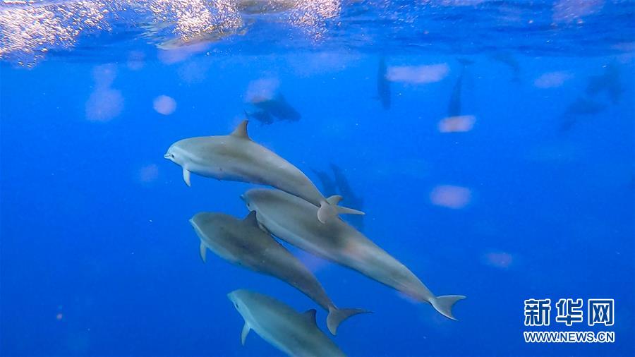 （环境）（1）科研人员在南海记录短肢领航鲸与弗氏海豚混游现象
