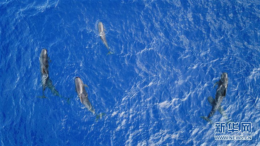 （环境）（2）科研人员在南海记录短肢领航鲸与弗氏海豚混游现象