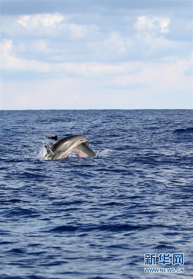 （环境）（5）科研人员在南海记录短肢领航鲸与弗氏海豚混游现象