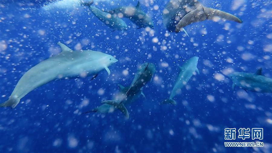 （环境）（6）科研人员在南海记录短肢领航鲸与弗氏海豚混游现象