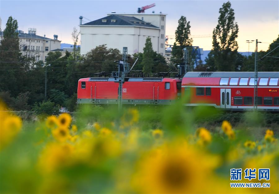 （国际）（1）法兰克福：向日葵盛开