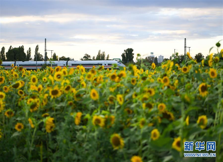 （国际）（4）法兰克福：向日葵盛开