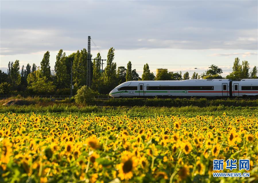 （国际）（5）法兰克福：向日葵盛开