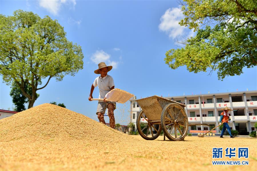 #（经济）（4）湖南双峰：晴好天气收稻忙