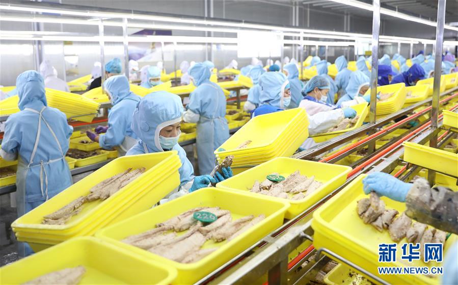（落实“六稳”“六保”一线见闻）（1）辽宁东港：鱼产品加工生产平稳