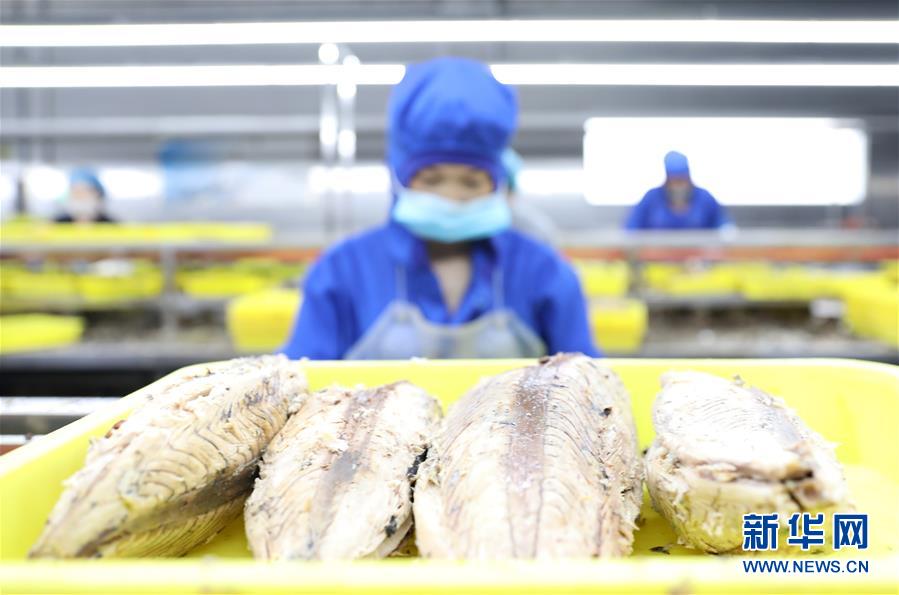 （落实“六稳”“六保”一线见闻）（5）辽宁东港：鱼产品加工生产平稳