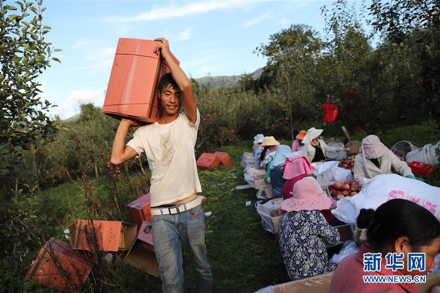 （社会）（2）“肖苹果”脱贫记