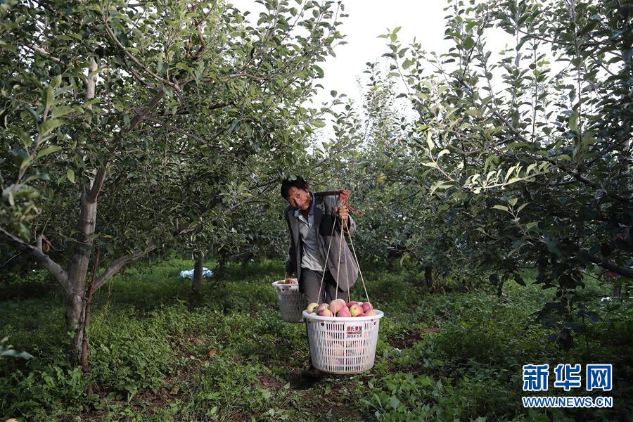 （社会）（3）“肖苹果”脱贫记