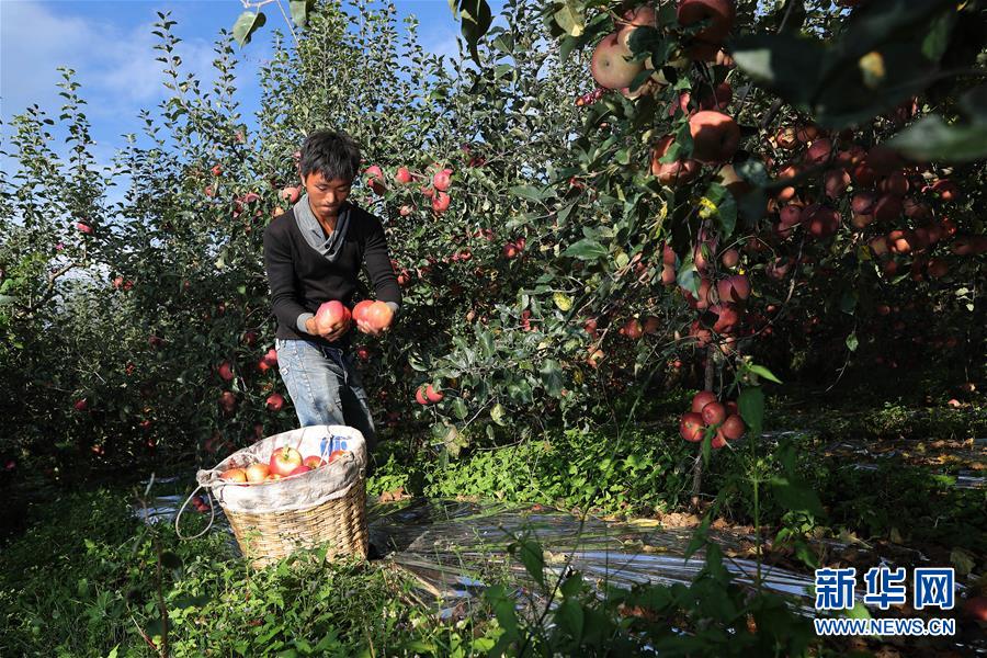 （社会）（6）“肖苹果”脱贫记