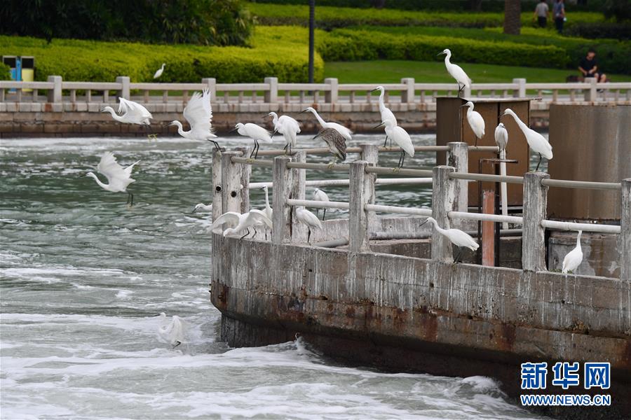 （特区40年）（3）厦门筼筜湖生态“蝶变”