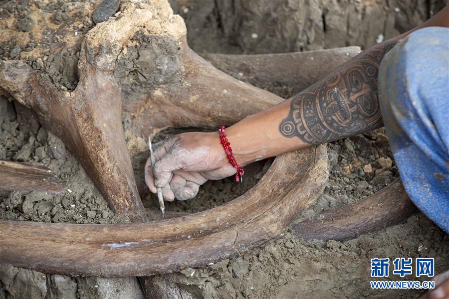 （新华视界）（4）墨西哥新机场工地发现上百具猛犸象遗骨