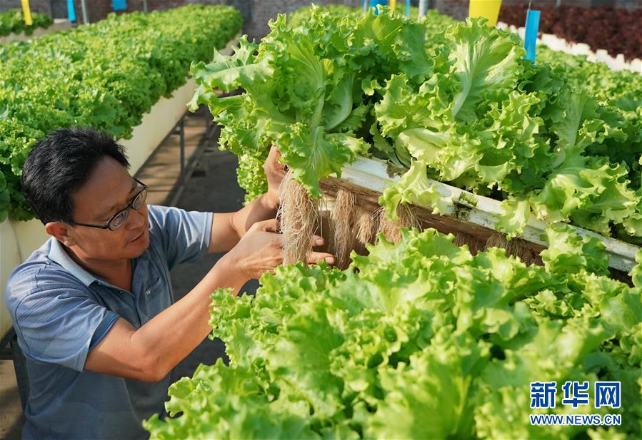 （社会）（1）河北晋州：培育农业产业化联合体促农增收