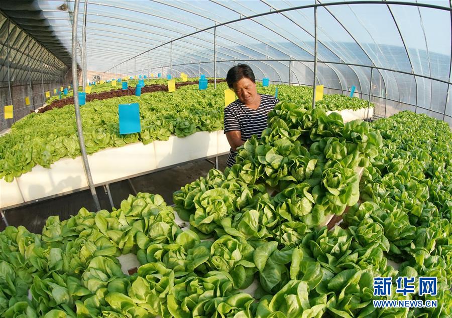 （社会）（2）河北晋州：培育农业产业化联合体促农增收