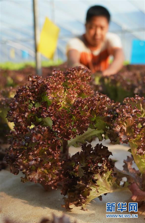 （社会）（3）河北晋州：培育农业产业化联合体促农增收