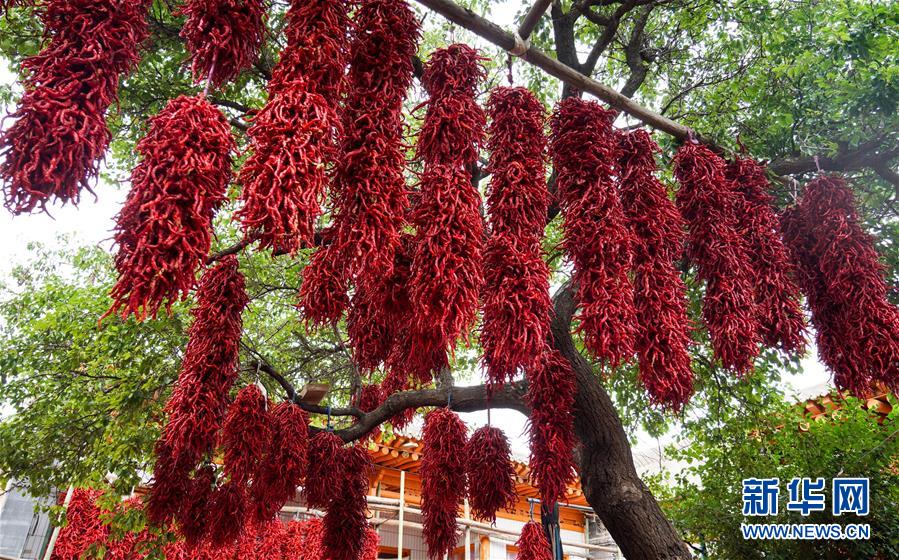 （社会）（1）青海循化：线辣椒迎丰收