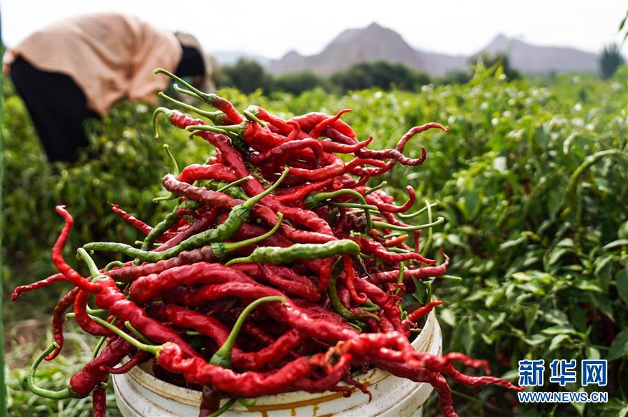 （社会）（2）青海循化：线辣椒迎丰收