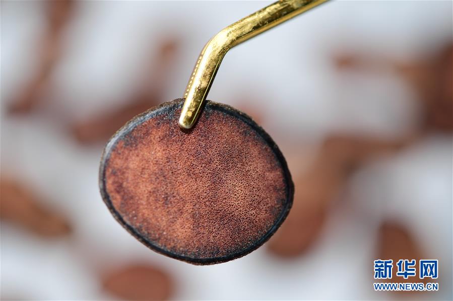 （脱贫攻坚）（1）贵州绥阳：梅花鹿养殖业带动群众致富