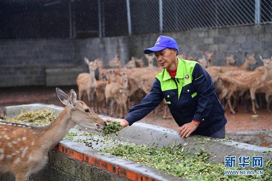 （脱贫攻坚）（4）贵州绥阳：梅花鹿养殖业带动群众致富