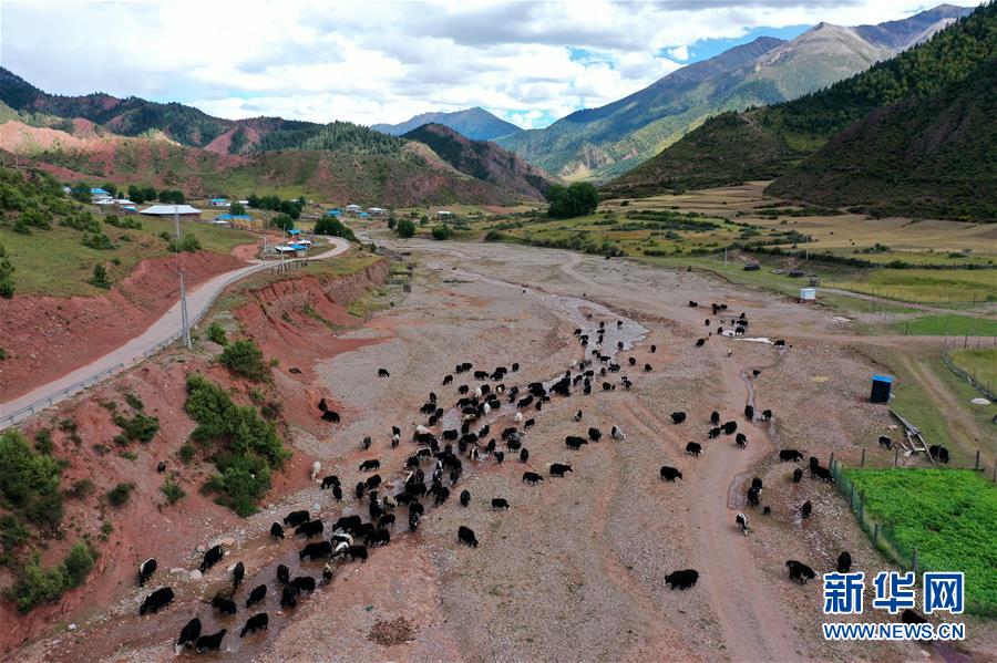 （脱贫攻坚）（1）牦牛产业富牧民