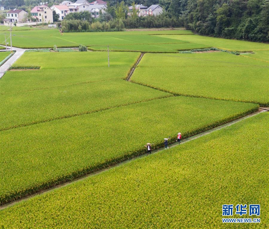 （社会）（2）杭州临安：打造生态有机农业 助力美丽河湖建设