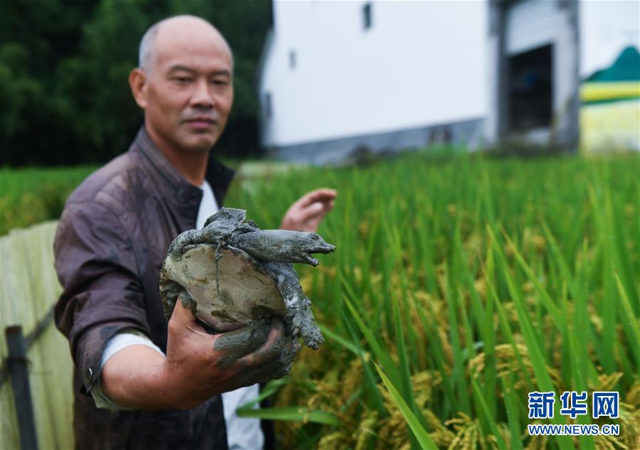 （社会）（3）杭州临安：打造生态有机农业 助力美丽河湖建设