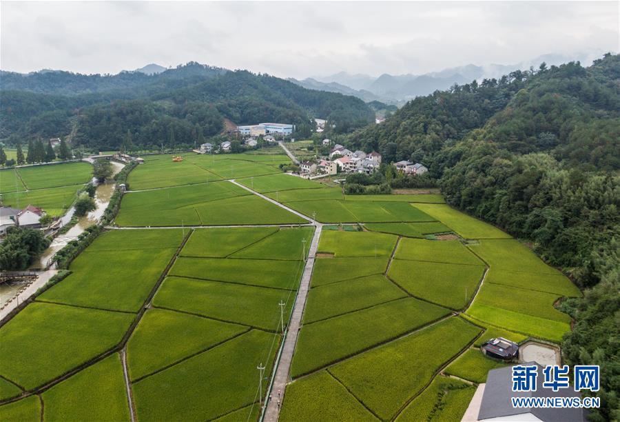 （社会）（4）杭州临安：打造生态有机农业 助力美丽河湖建设