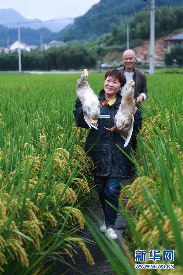 （社会）（6）杭州临安：打造生态有机农业 助力美丽河湖建设