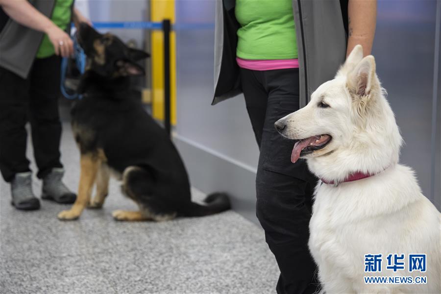 （国际疫情·图文互动）（1）芬兰国际机场将部署嗅探犬探测新冠病毒