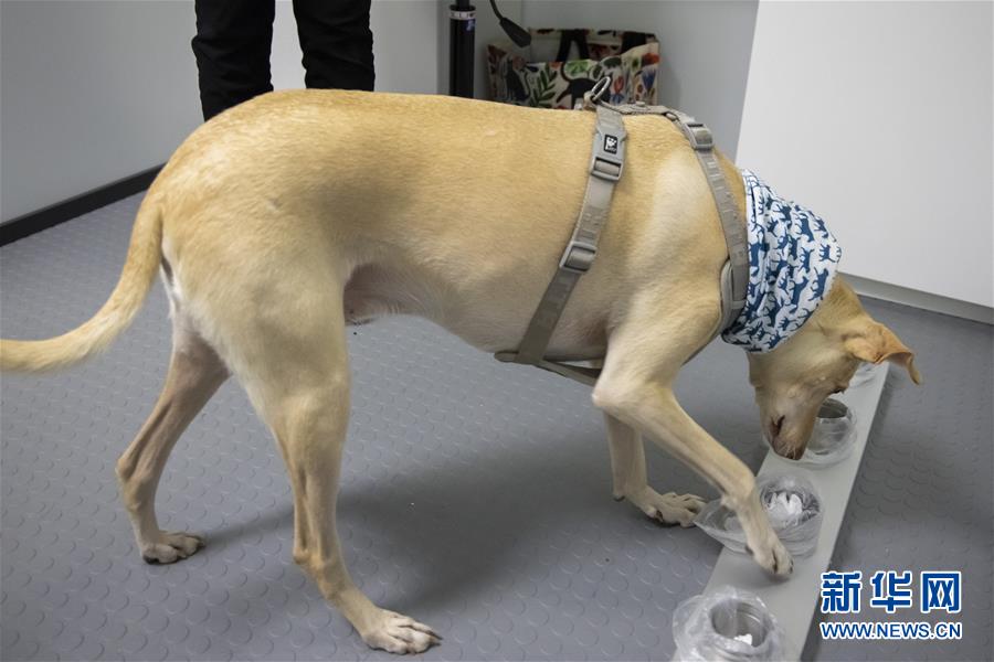 （国际疫情&middot;图文互动）（3）芬兰国际机场将部署嗅探犬探测新冠病毒