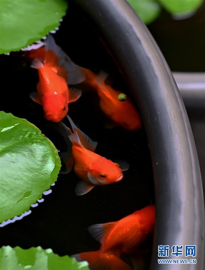 （社会）（1）3000余尾精品金鱼亮相福州三坊七巷