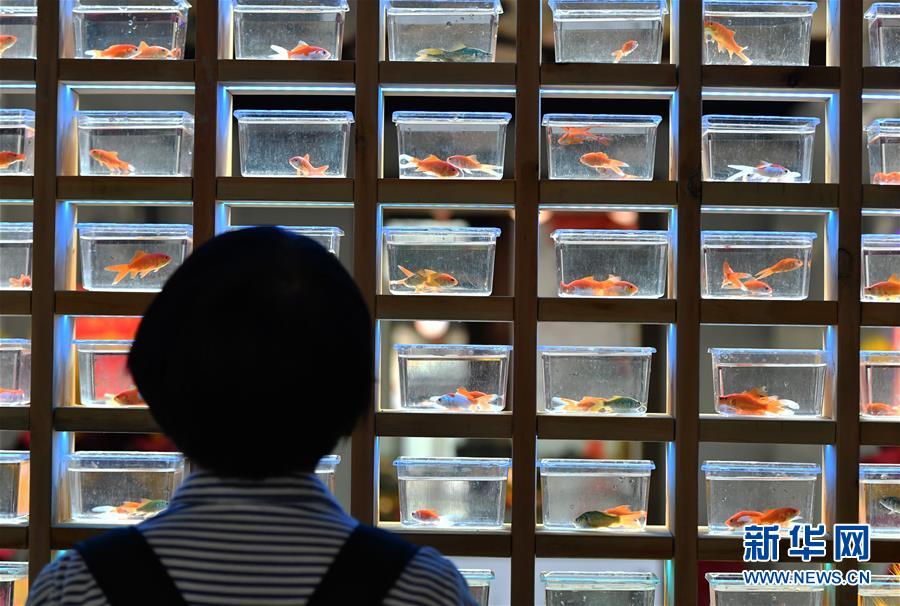 （社会）（2）3000余尾精品金鱼亮相福州三坊七巷