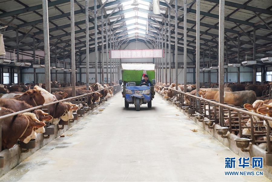 （社会）（2）黑龙江宾县：肉牛产业助农脱贫增收