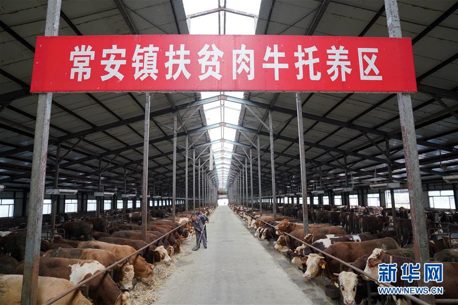 （社会）（3）黑龙江宾县：肉牛产业助农脱贫增收