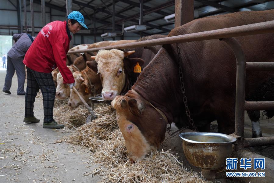 （社会）（4）黑龙江宾县：肉牛产业助农脱贫增收