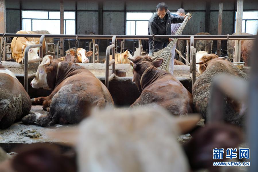 （社会）（5）黑龙江宾县：肉牛产业助农脱贫增收