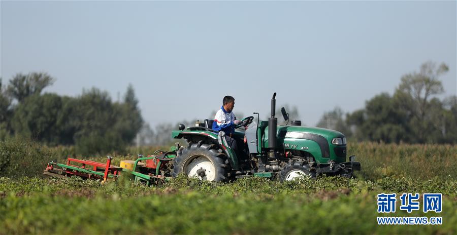 （经济）（2）辽宁台安：机收花生农事忙