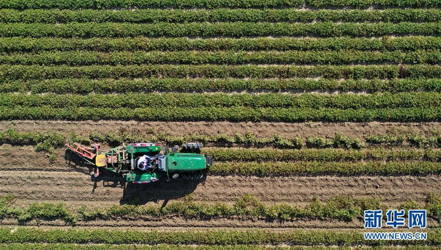 （经济）（5）辽宁台安：机收花生农事忙