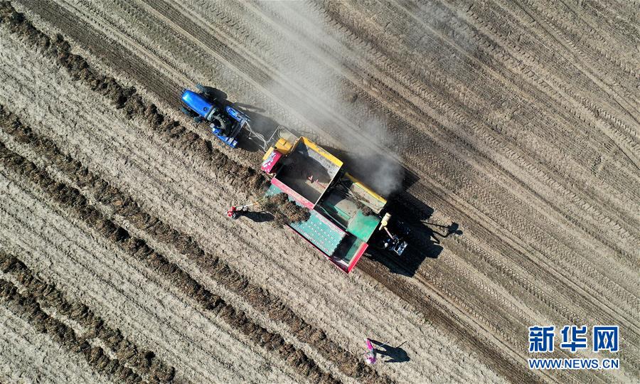 （经济）（7）辽宁台安：机收花生农事忙