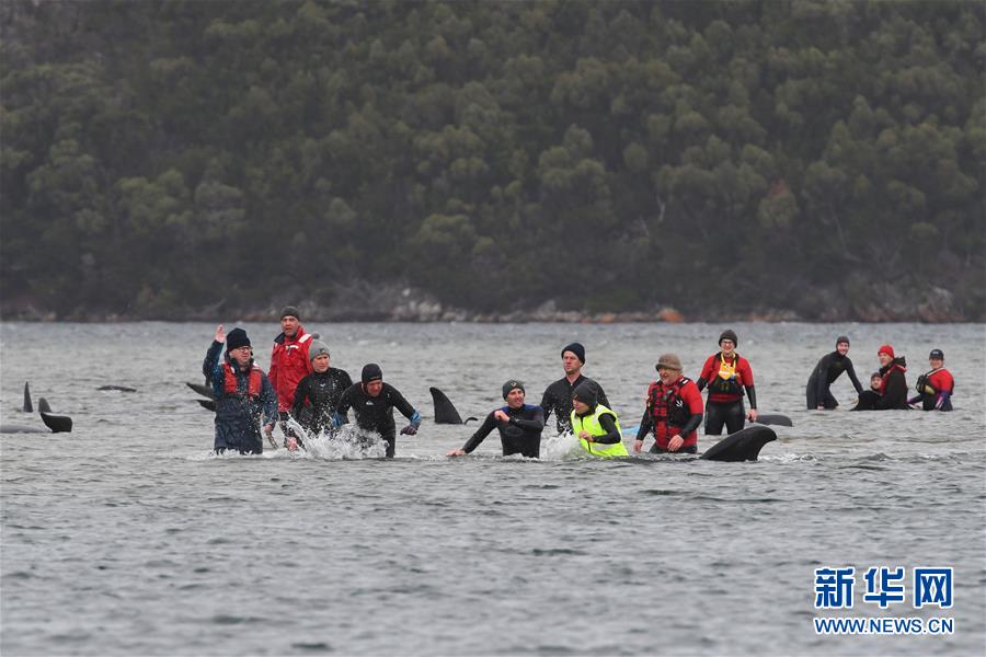 （国际）（1）澳大利亚塔斯马尼亚州西海岸发生大规模鲸鱼搁浅