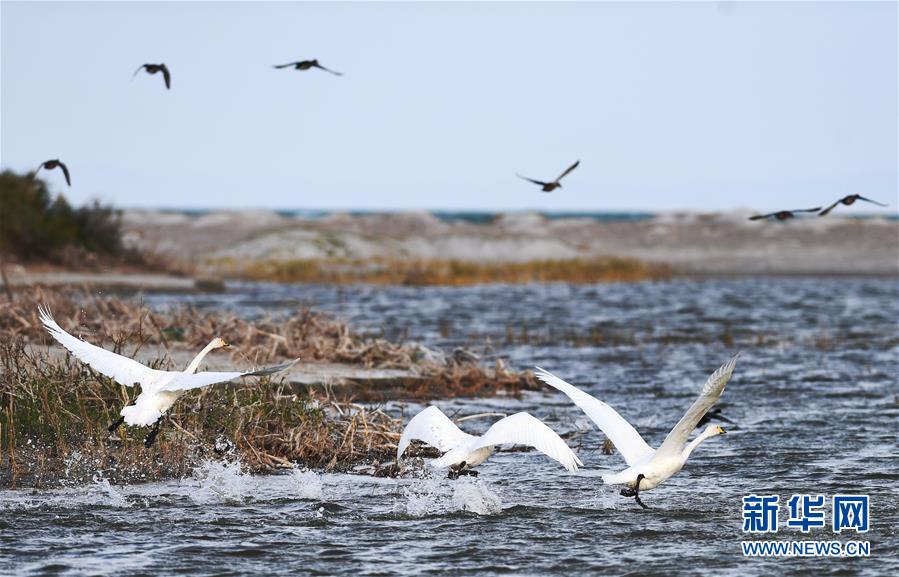 （环境）（2）候鸟天堂乌伦古湖湿地公园