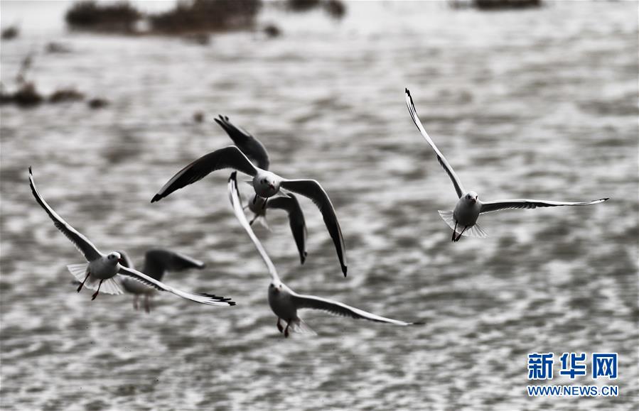 （环境）（5）候鸟天堂乌伦古湖湿地公园