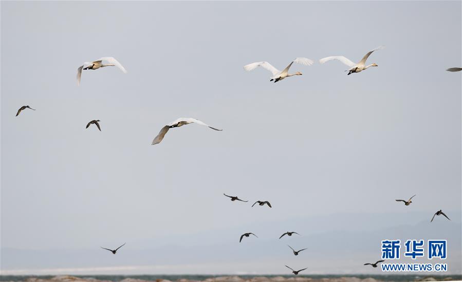 （环境）（6）候鸟天堂乌伦古湖湿地公园