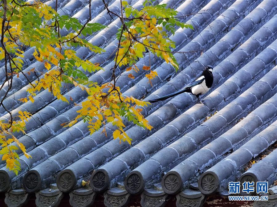 （环境）（3）圆明园秋景醉游人