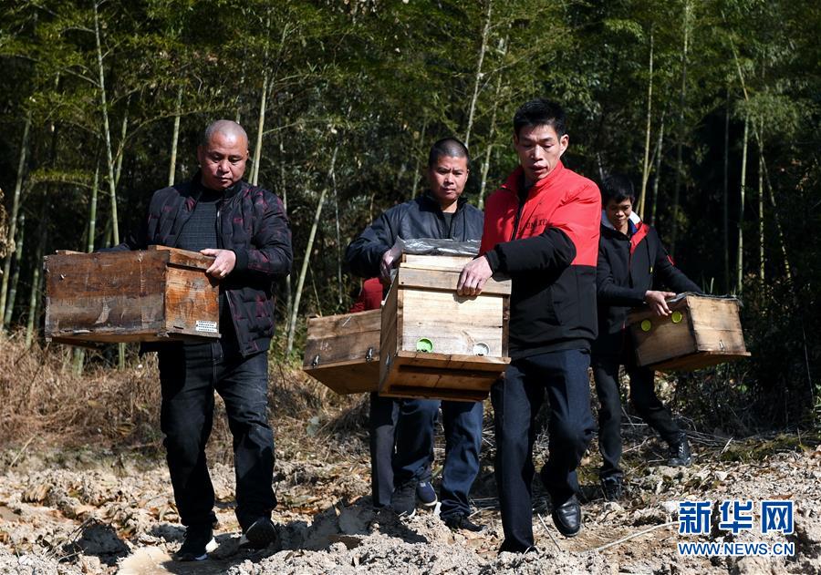 (社会)(1)脱贫农户成为养蜂产业发展带头人